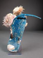 Marinebedekte flip-flop Zeeschelp - Spondylus sp. (Zonder, Nieuw