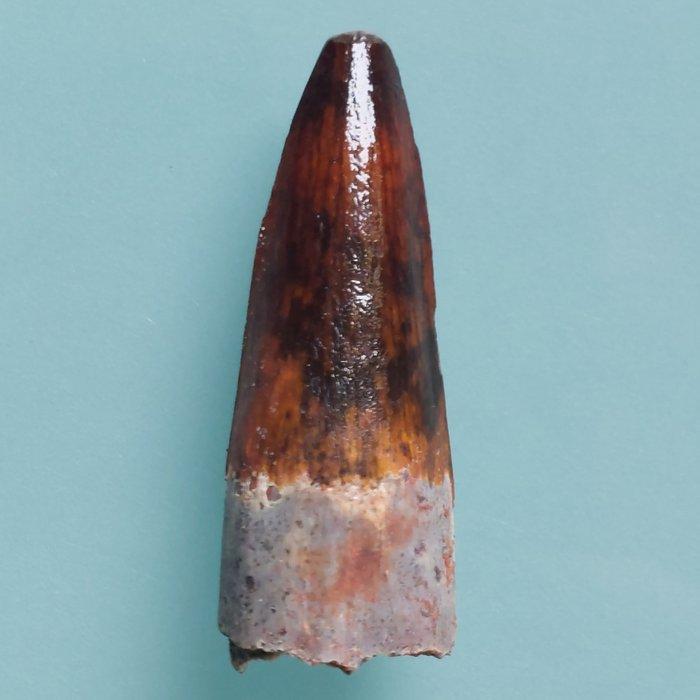 Dinosaurus - Fossiele tand - Spinosaurus aegyptiacus - 55 mm, Verzamelen, Mineralen en Fossielen