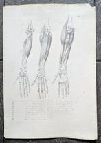 Italian school - Anatomical Study Drawing – Pen, Ink and