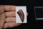 Dinosaurus - Fossiele tand - Carcharodontosaurus Saharicus, Verzamelen, Mineralen en Fossielen