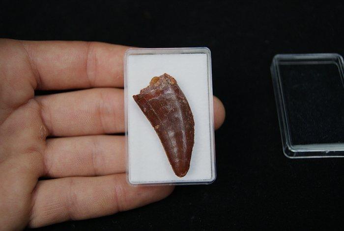 Dinosaurus - Fossiele tand - Carcharodontosaurus Saharicus, Verzamelen, Mineralen en Fossielen