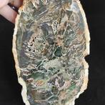 Versteend hout Plak - Hoogte: 18 cm - Breedte: 9 cm- 850 g -, Verzamelen
