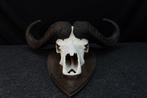 Large Cape Buffalo Schedel van een zoogdier - Syncerus, Collections, Collections Animaux