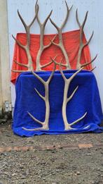Noordelijke eland Hoorns - Cervus canadensis - 3 Enormes, Verzamelen, Nieuw