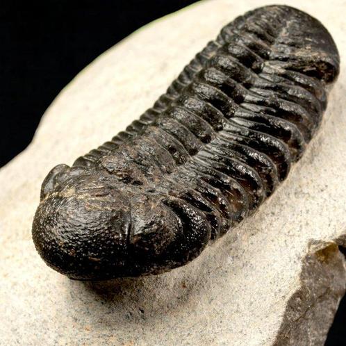 Trilobiet fossiel – Devonisch, Marokko Pantser - Phacops, Verzamelen, Dierenverzamelingen
