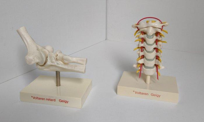 Anatomisch model (2) - Rubber, Plastic - 1970-1980,, Antiek en Kunst, Antiek | Wandborden en Tegels