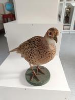 Fazant Taxidermie volledige montage - Phasianus colchicus -, Nieuw