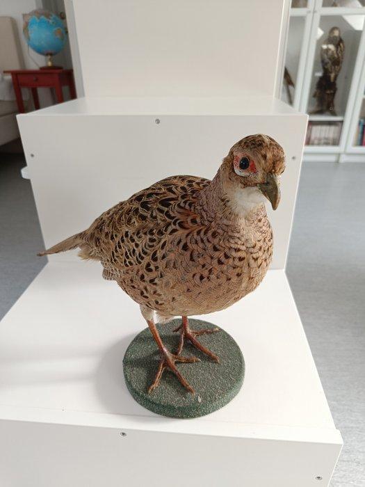 Fazant Taxidermie volledige montage - Phasianus colchicus -, Verzamelen, Dierenverzamelingen