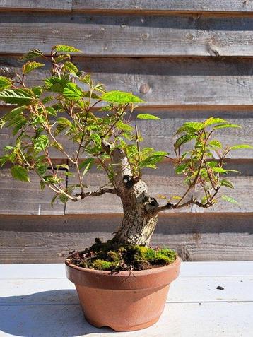 Morus alba bonsai (moerbei), collectors item - Hoogte