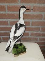 Kluut Taxidermie volledige montage - Recurvirostra avosetta, Nieuw