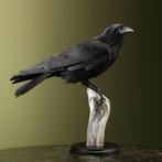 Kraai Taxidermie Opgezette Dieren By Max, Verzamelen, Dierenverzamelingen, Ophalen of Verzenden, Nieuw, Vogel, Opgezet dier