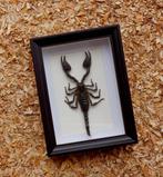 Schorpioen Taxidermie volledige montage - Scorpion