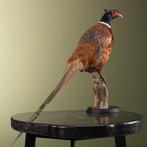 Fazant Taxidermie Opgezette Dieren By Max, Ophalen of Verzenden, Nieuw, Vogel, Opgezet dier