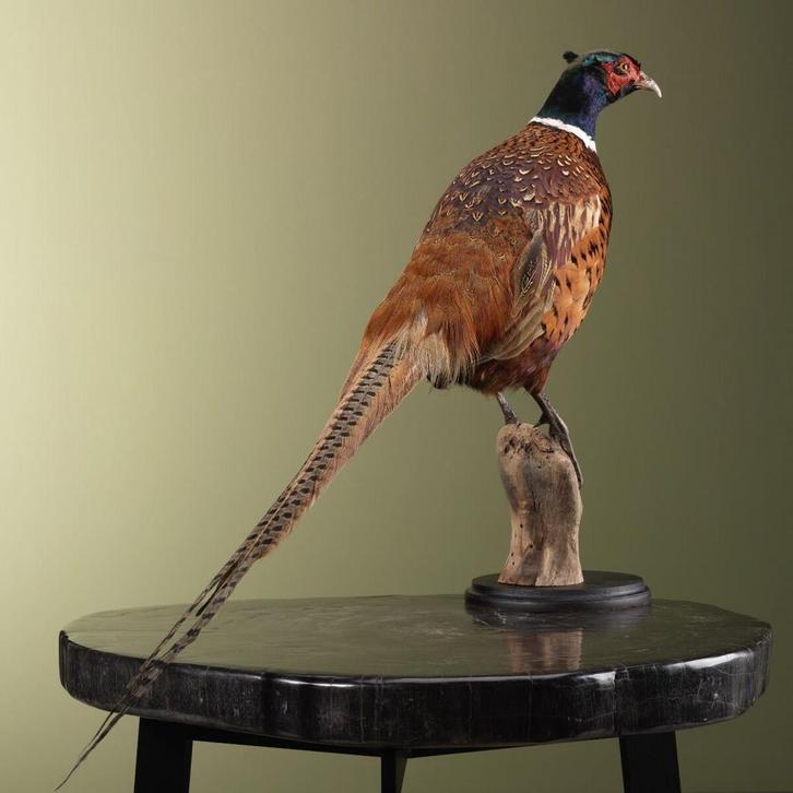 Fazant Taxidermie Opgezette Dieren By Max, Verzamelen, Dierenverzamelingen, Opgezet dier, Nieuw, Vogel, Ophalen of Verzenden