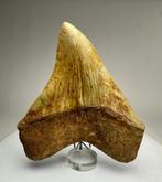Megalodon - Fossiele tand - 13 cm - 11 cm, Verzamelen, Mineralen en Fossielen