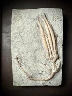 Indrukwekkend compleet fossiel - alien-uitziende crinoïde, Verzamelen