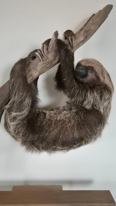 Luiaard Taxidermie volledige montage - Choloepus didactylus, Verzamelen, Dierenverzamelingen