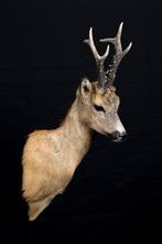 Reebok Taxidermie volledige montage - Capreolus capreolus -, Verzamelen, Nieuw