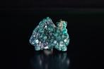UITZONDERLIJKE dioptase uit Congo – 93,50 karaat Geen, Collections
