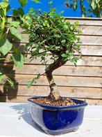 Chinese iep bonsai (Ulmus parviflora) - Hoogte (boom): 23 cm