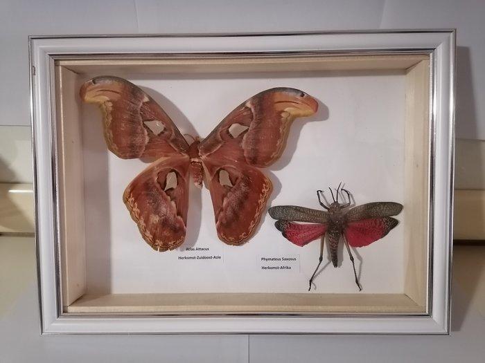 Vlinder Taxidermie wandmontage - Atlas Attacus-Phymateus, Verzamelen, Dierenverzamelingen