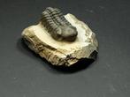 Trilobiet - Gefossiliseerd dier - reedops, Verzamelen, Mineralen en Fossielen