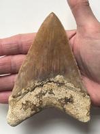 Enorme Megalodon-tand 12,6 cm - Fossiele tand - Carcharocles, Verzamelen