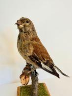 Grote lijster – vrouwelijk Taxidermie volledige montage -, Verzamelen, Nieuw