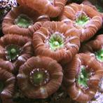 Caulastrea Echinulata (Groen Hart) Frag (1 kop), Dieren en Toebehoren, Vissen | Aquariumvissen