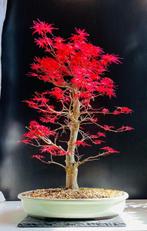 Japanese maple bonsai (Acer palmatum) - Hauteur (arbre) : 55