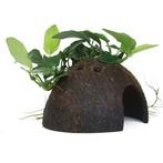 Tropica Anubias Nana on Cocosa, Dieren en Toebehoren, Verzenden, Nieuw