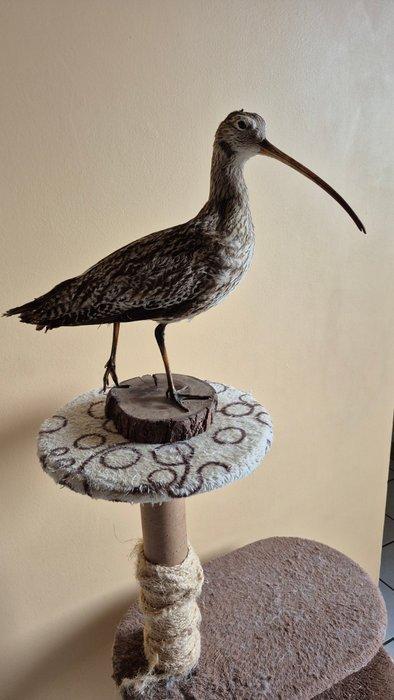 Courlis cendré Taxidermie wandmontage - Numenius arquata -, Verzamelen, Dierenverzamelingen