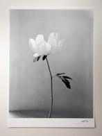 Ugne Pouwell - Peony