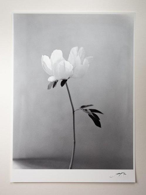 Ugne Pouwell - Peony, Antiek en Kunst, Kunst | Schilderijen | Modern