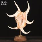 Gemonteerde Strombidae schelpen: De kunst van de natuur -, Verzamelen