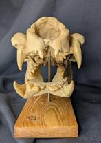 Fossiele schedel - Hippopotamus minor - smallest
