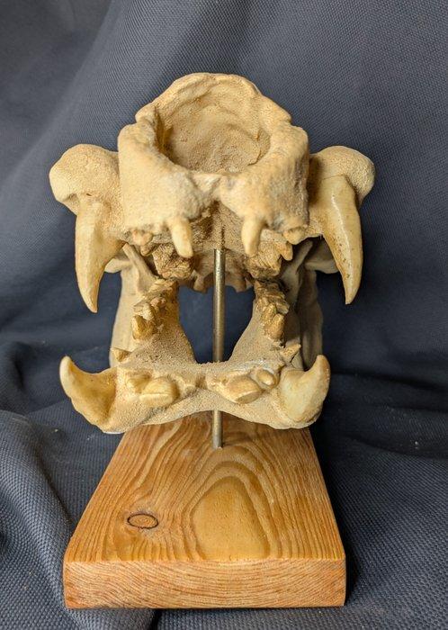 Fossiele schedel - Hippopotamus minor - smallest, Collections, Minéraux & Fossiles