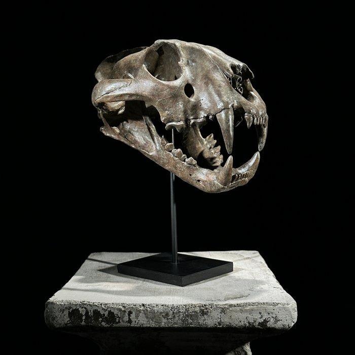 PRIX NON RÉSERVÉ - Réplique de Crâne de Tigre sur un support, Antiek en Kunst, Kunst | Designobjecten