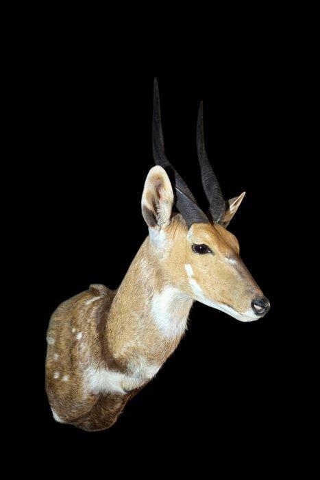 Épaule africain Buschbock Gazell Support de corps entier, Verzamelen, Dierenverzamelingen
