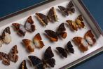 Zeldzame Charaxes-vlinders Verzameling - Entomologie -, Nieuw