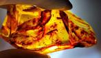 FOSSIL-GEWELDIG!! Dominican amber-105 cts- 21 g, Collections
