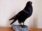 Keizerlijke Raaf Taxidermie volledige montage - Corvus corax, Nieuw