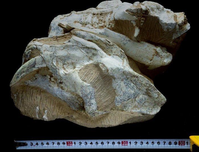 Chat à dents de sabre - Matrice fossile - Megantere skull -, Verzamelen, Mineralen en Fossielen