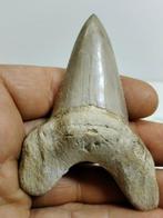 Enorme tand van de voorouder van Megalodon - Fossiele tand -