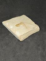 Fossiele matrix - Gambero Carpopenaeus Callirostris - 95 mm