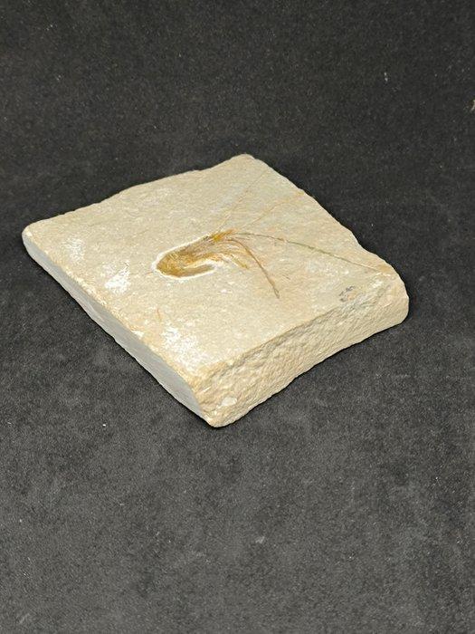 Fossiele matrix - Gambero Carpopenaeus Callirostris - 95 mm, Collections, Minéraux & Fossiles