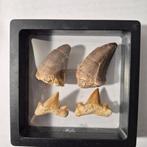 Mosasaurus - Fossiele tand - Unieke mosasaurus tanden en