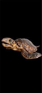 Schildpad Taxidermie volledige montage - Eretmochelys, Nieuw