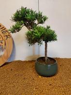 Bonsaï Pin des Bouddhistes (Podocarpus macrophyllus) -