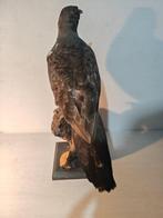 Franklin grouse Taxidermie volledige montage - Canachites, Collections